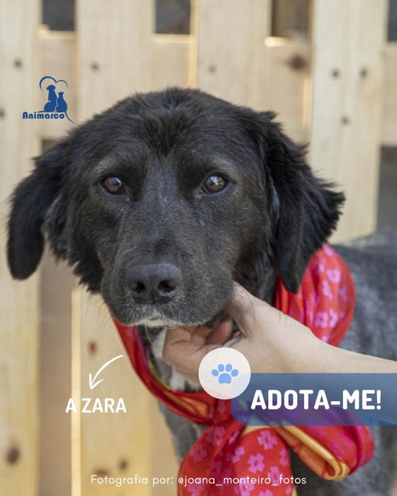 Zara cadela jovem para adocao