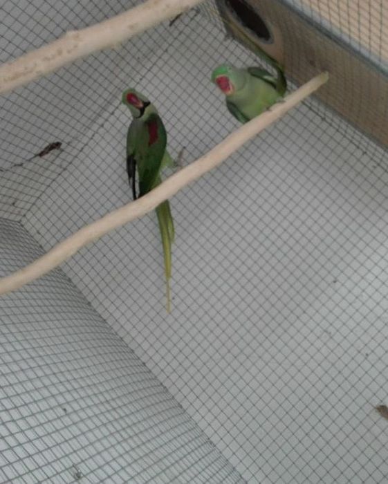 Casal Grandes Alexandrinos