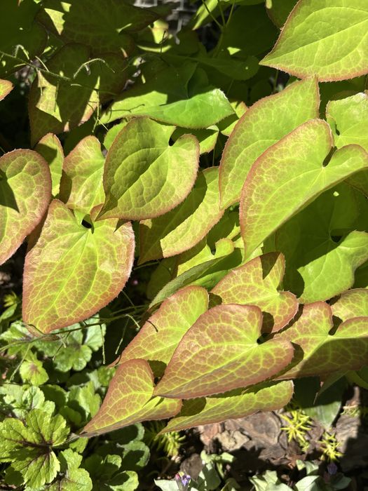 Сортові хости , гейхери . Кущі різні