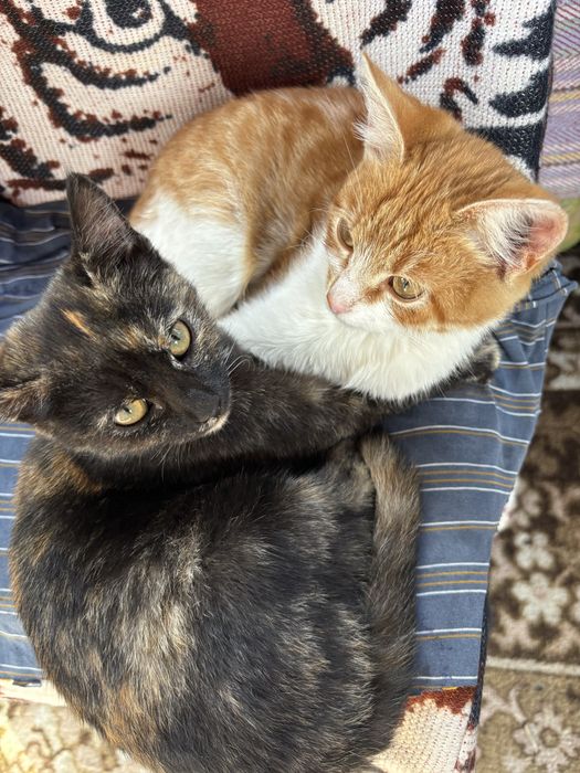 Котенятка віддаємо