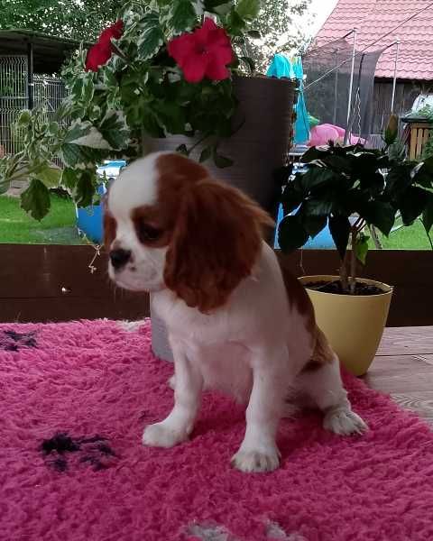 Cavalier King Charles Spaniel