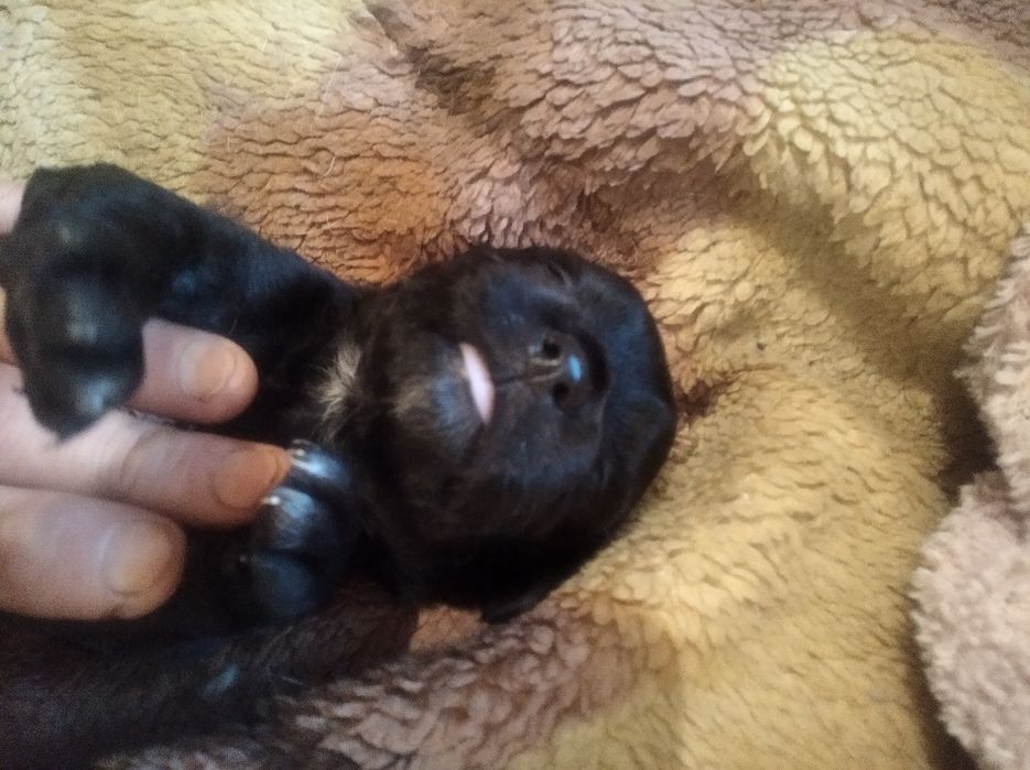 Продам щенков кокер спаніель американец 1,5 месяца девочки цена 5000