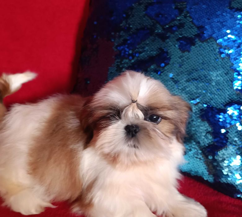 Неймовірна ши тцу МІНІ у найкращі ручки КСУ  (FCI)