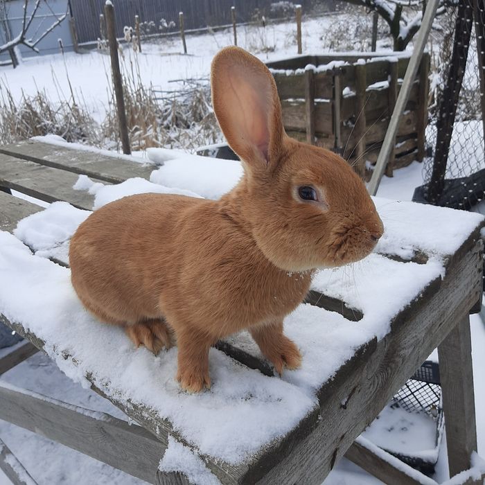 Кролики Бургундские и паноны