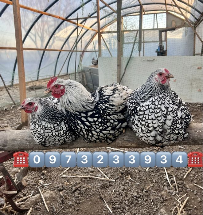 Сімʼя Віандот срібло 1+2=2500 грн