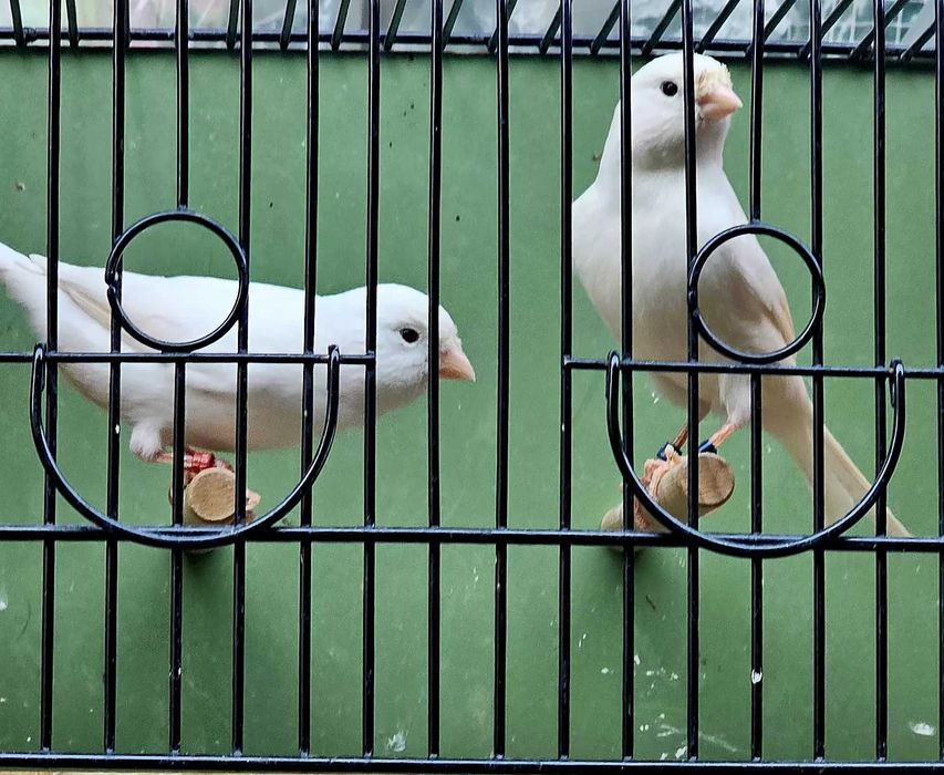 Клетка для канареек ,кенарей,клеточки