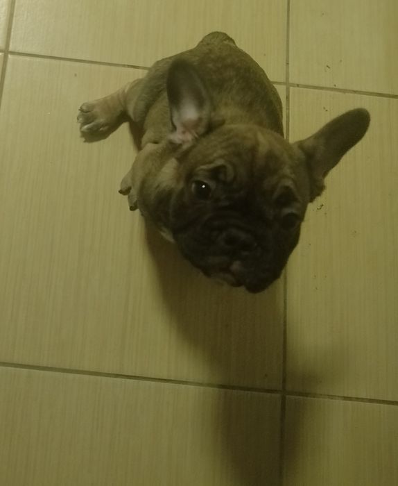 Buldożki francuskie