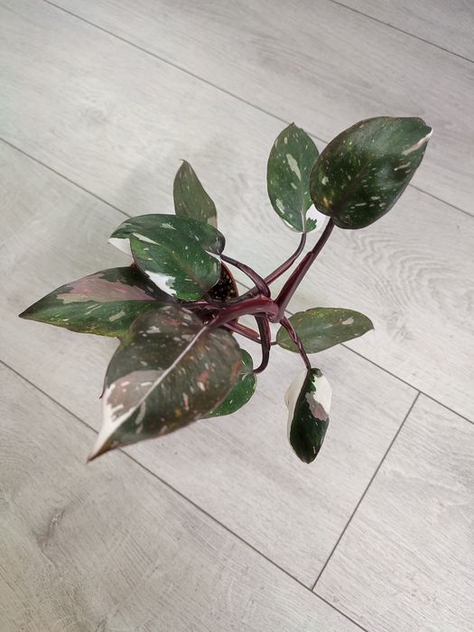 Филодендроны: Ред Андерсон, Бурле Макс, Биркин, Праисо Верде