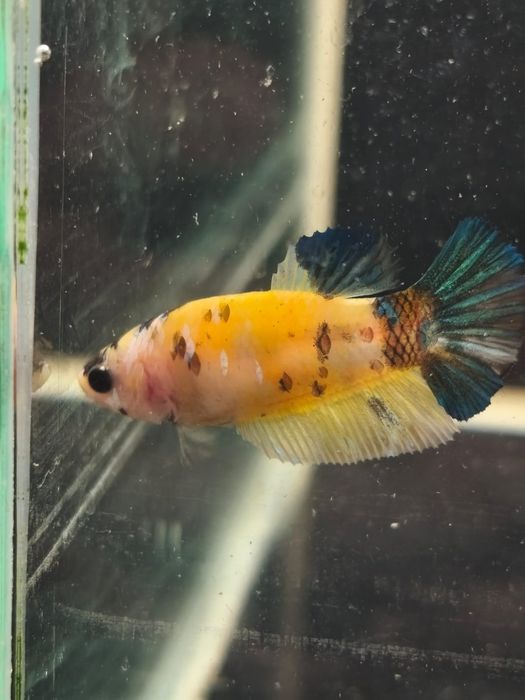 Bojownik // Bojownik