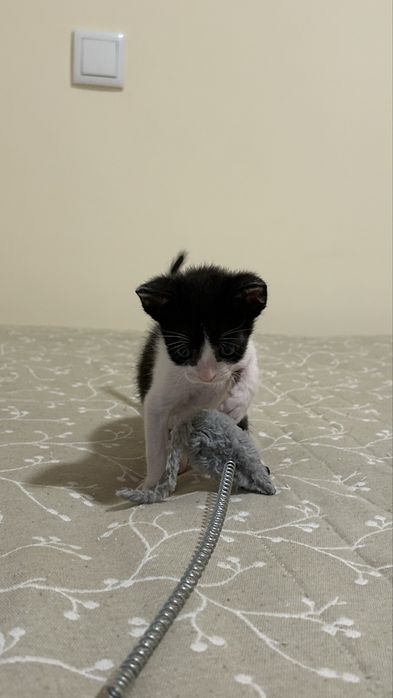 Par de gatinhos para adoção responsável