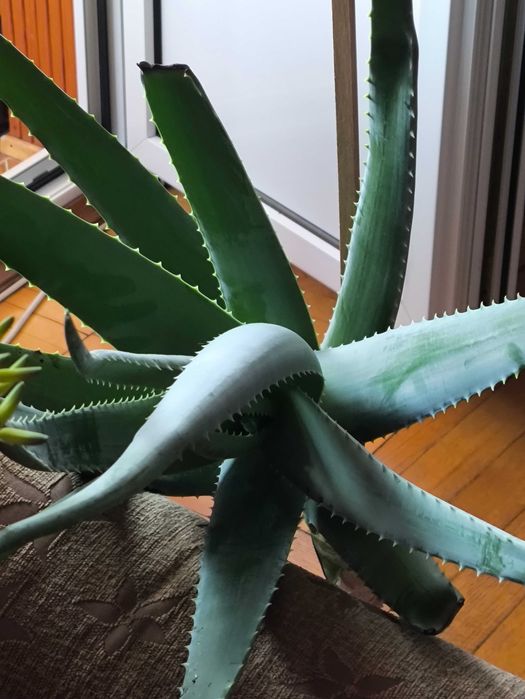 Алое вера 10-11 років,  листки  м'ясисті і товсті