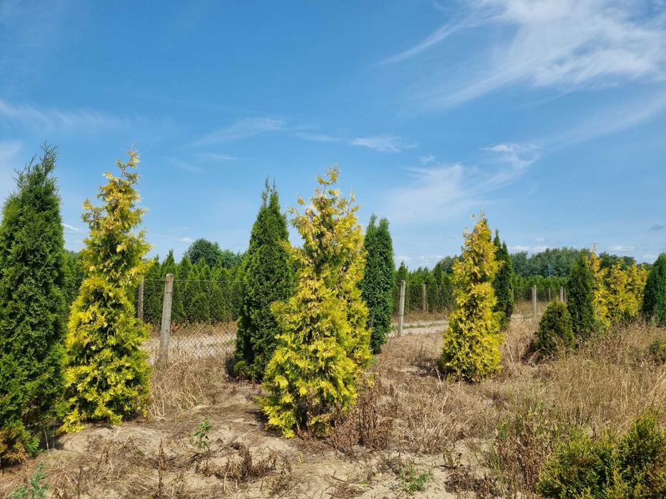 Tuja aureospicata 220cm-100zł 240cm-110zł !!Promocja!!