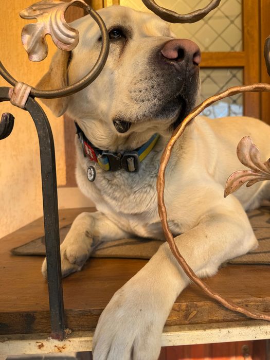 Лабрадор для вʼязки