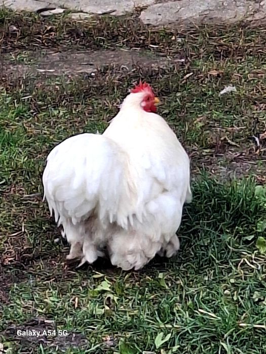 Kochin karzełek biały, kochiny