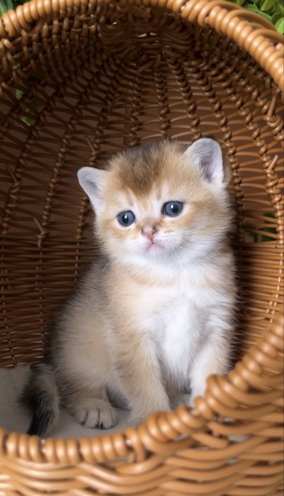 Котик золота шиншила