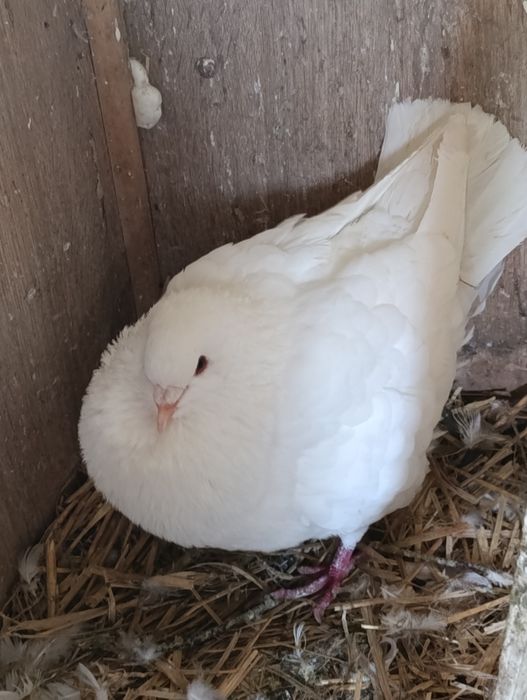 Gołębie ozdobne kingi itd opis!!!