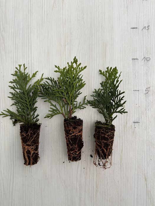Thuja occ. DANICA kulka w muliplacie PROMOCJA!
