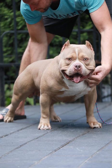 Цуценята буллі покет