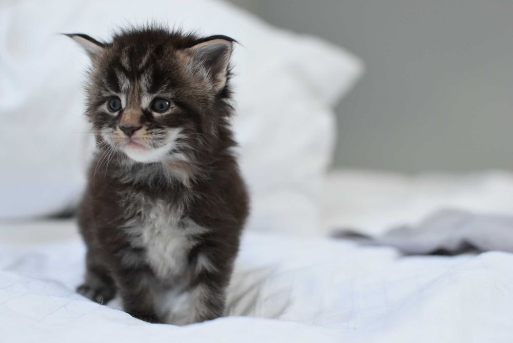 Maine Coon/Rodowód FPL
