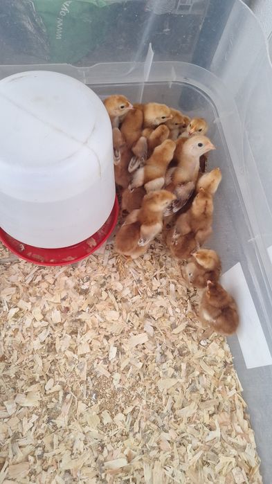 Rhode Island Red 100% puros