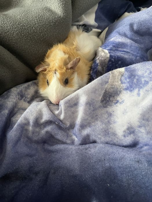 Świnka morska abisyńska - samiec