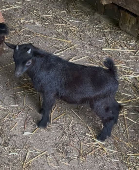 Casal cabras anas