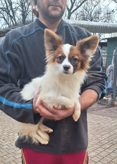 Папильон 11 месяцев