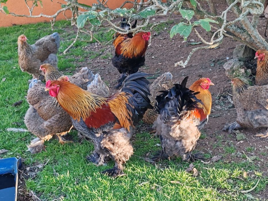 Galo Brahma perdiz azul dourado