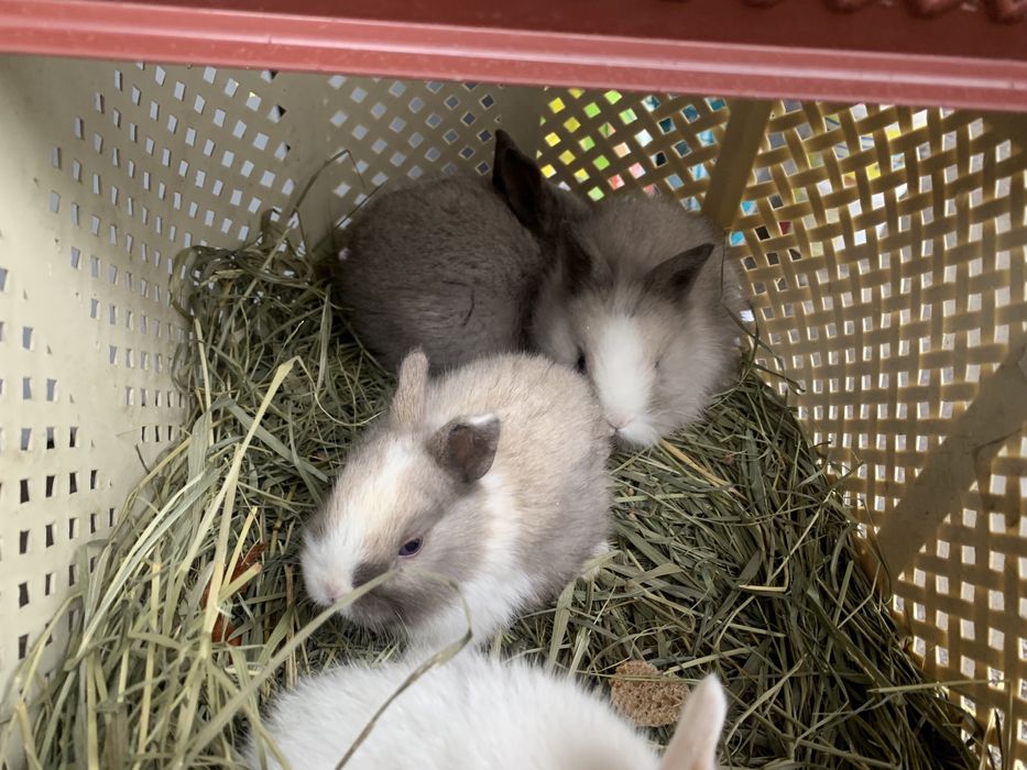 КАРЛИКОВЫЕ КРОЛИКИ | Все для любимых животных