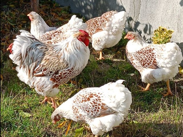 Яйце для інкубації, курчата, Віандот – блакитне золото, біле золото.