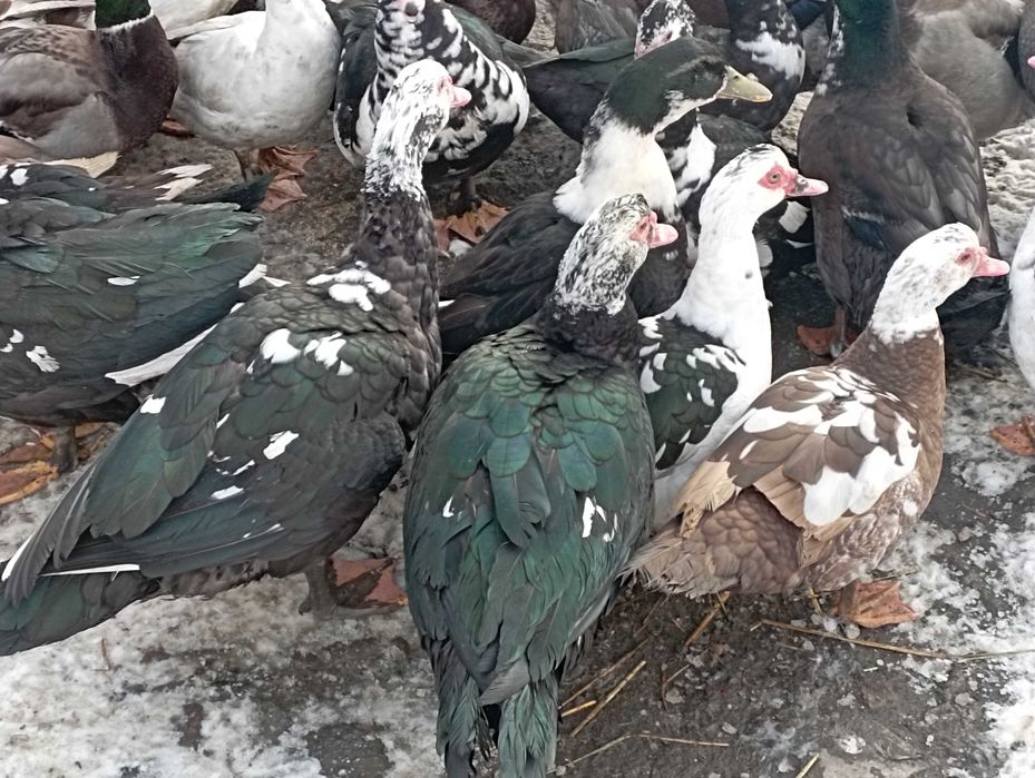 Mix Młodych : Kaczorów/Kaczek z WIOSNY 2025 r. Do Uboju /Chów