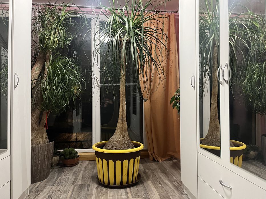 Nolina stopa słonia 240cm