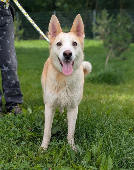 Cudowny pies Celion szuka domu! Północniak do adopcji!