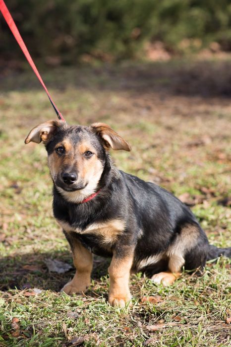 АЛЬФ- Цуценя хлопчик в пошуках родини