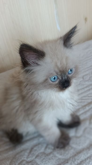 Невстка маскарадна хлопчик 1,5 місяці