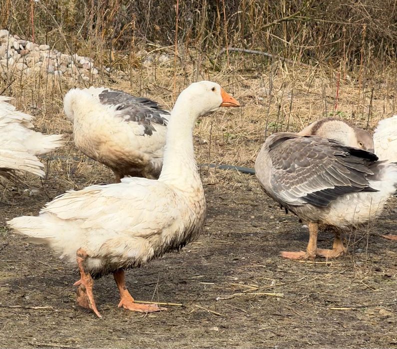 Sprzedam eko gęsi