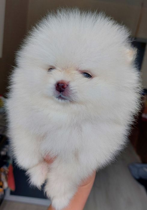 В'язка померанський шпіц