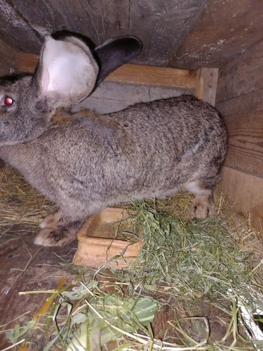 Sprzedam młode króliki