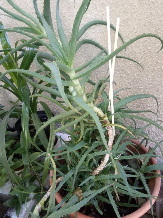 Алоэ, комнатный цветок