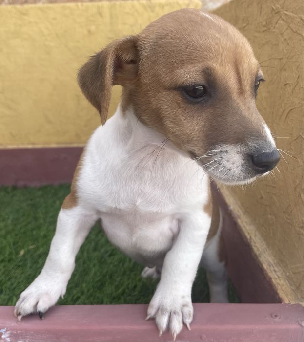 Macho Jack Russell Terrier