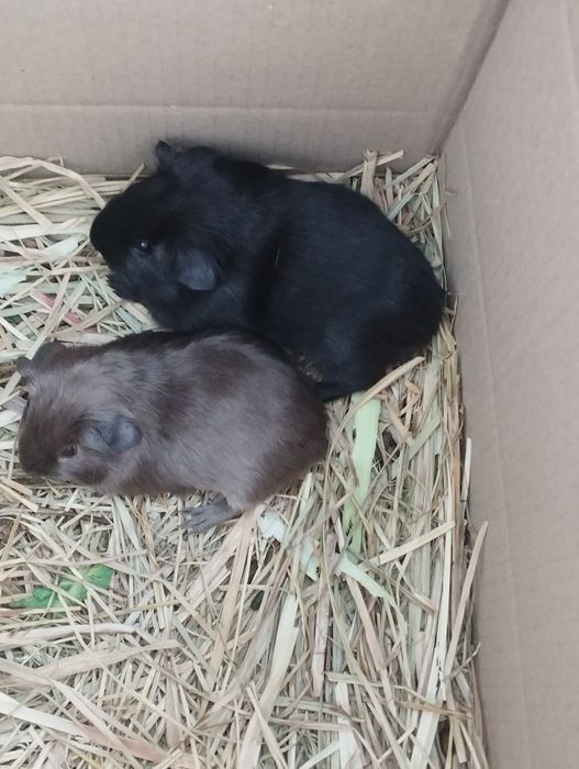 Морские свинки породы английский селф