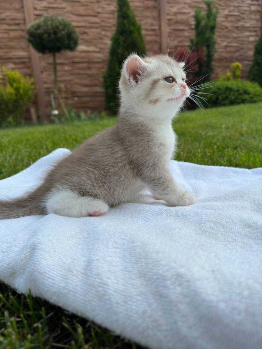 Вязка шотландський шиншиловий висловухий кіт