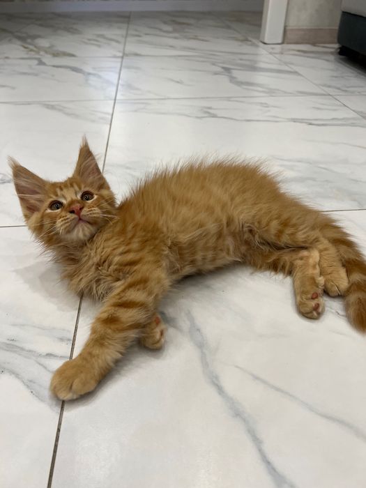 Мейн-кун хлопчик