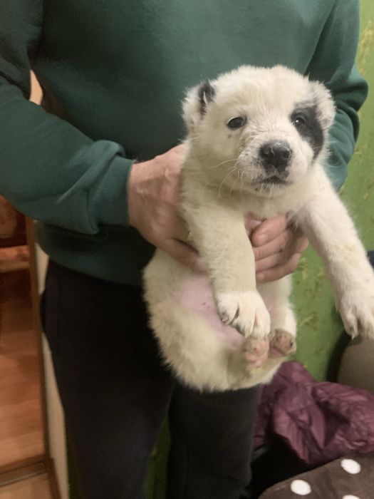 Продам щенят Алабая