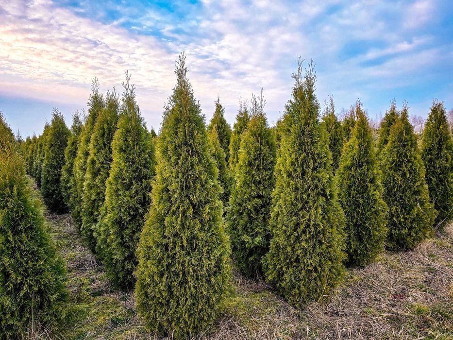 TUJA Thuja SZMARAGD Piękna gęsta na żywopłot wys.180-200 cm Sadzenie!