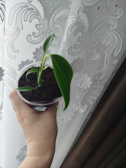 monstero burla Max Акція