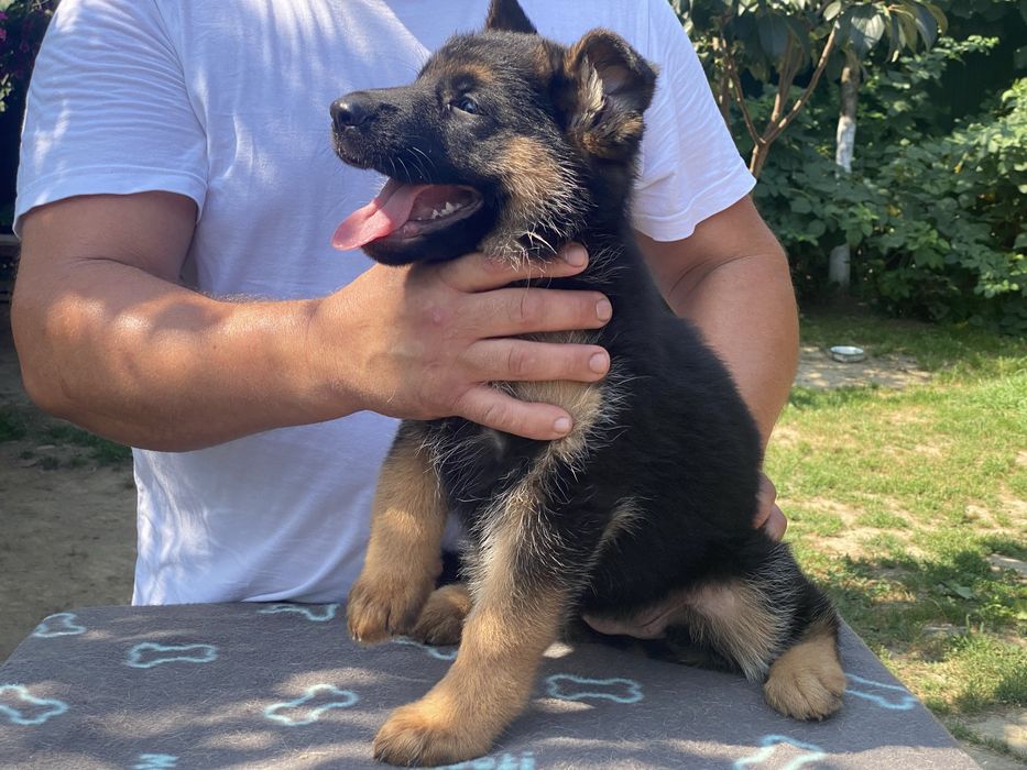 Цуценятка німецькоі вівчаркм