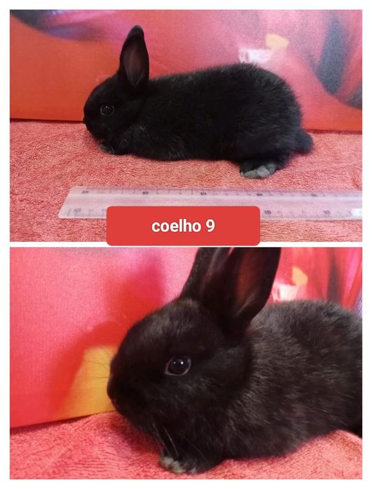 Entrega de coelhos anões na Mealhada