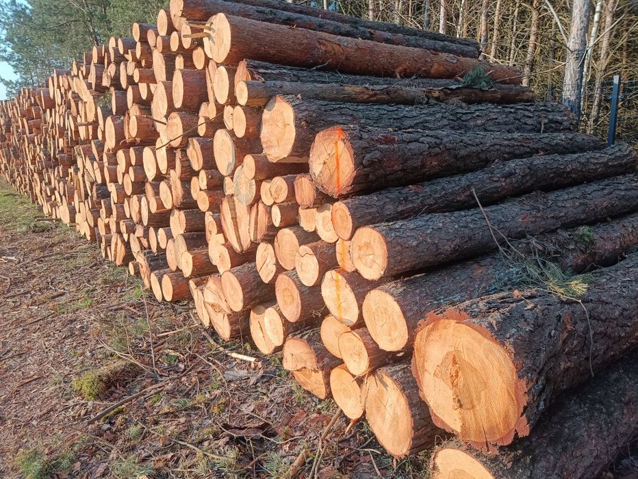 Sosna gruba  wałki, drewno na palety