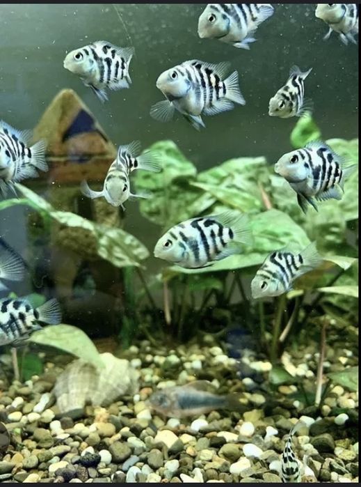 Сапфировый попугай, Цихлида